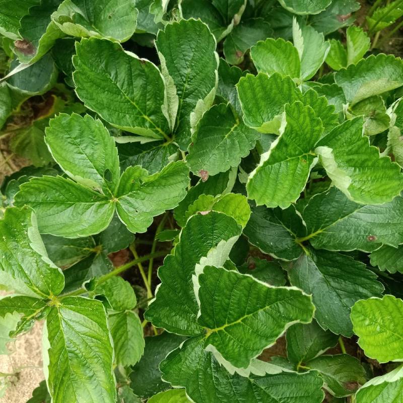 红颜草莓苗，草莓苗基地产地直发成活率高