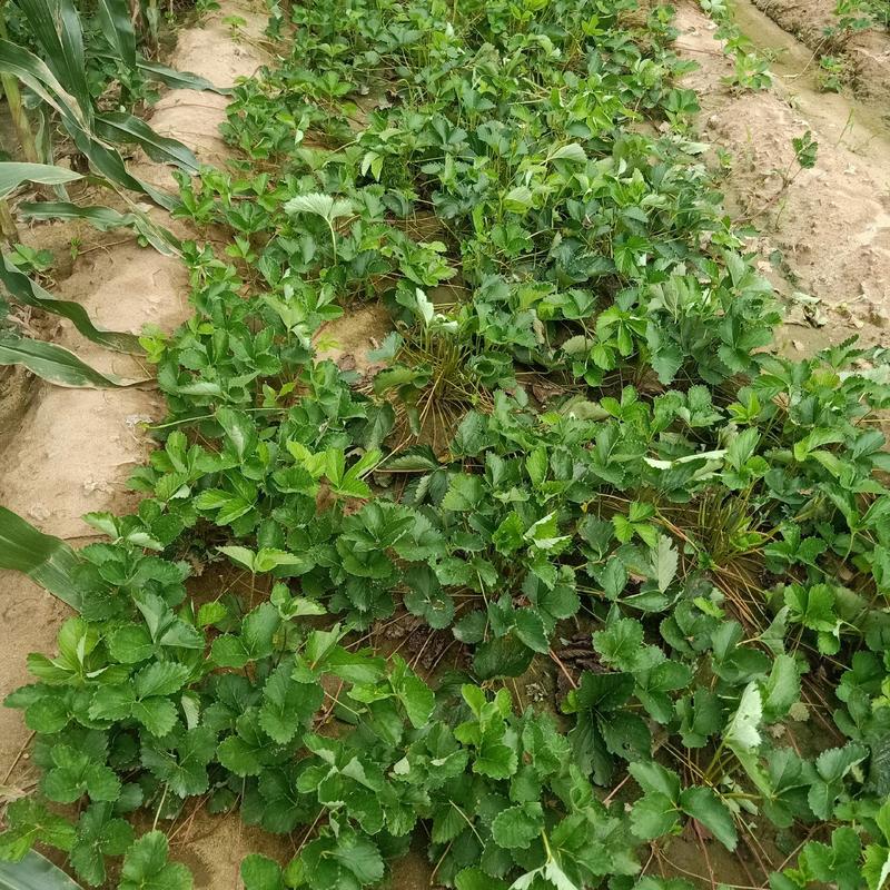 红颜草莓苗，草莓苗基地产地直发成活率高