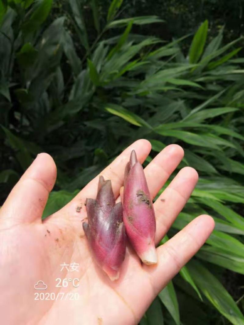 本人想销售阳荷，有需要的老板可以联系，当年采摘新鲜销售