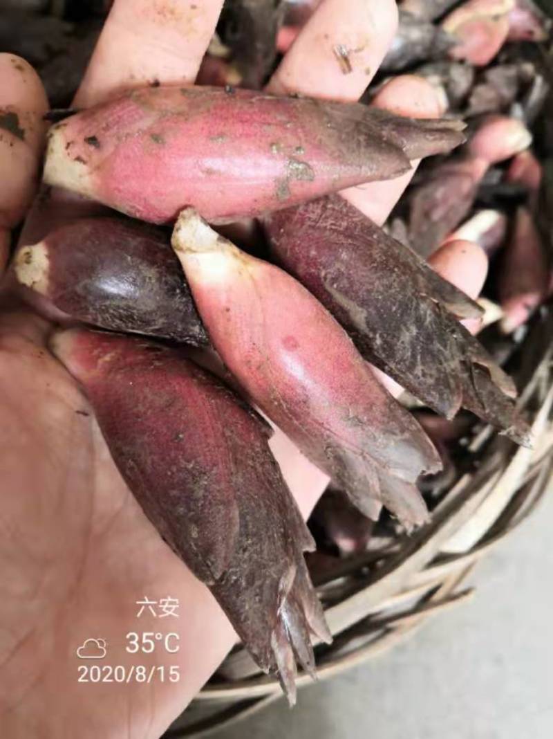 本人想销售阳荷，有需要的老板可以联系，当年采摘新鲜销售