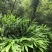 本人想销售阳荷，有需要的老板可以联系，当年采摘新鲜销售