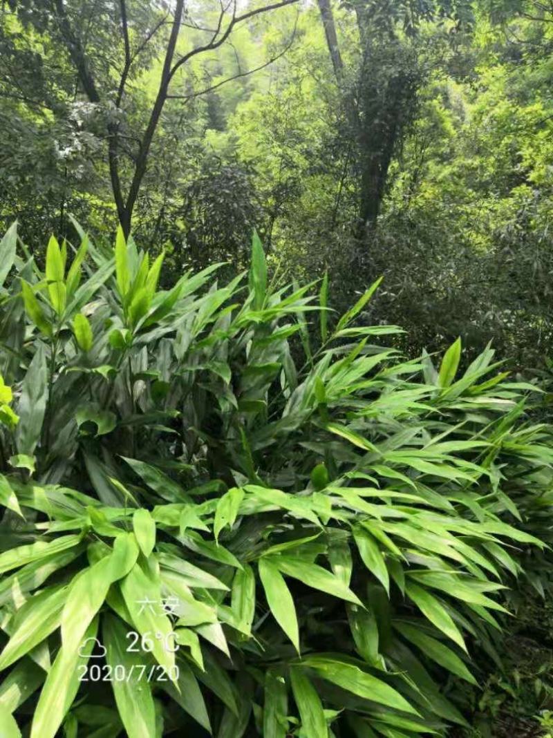 本人想销售阳荷，有需要的老板可以联系，当年采摘新鲜销售