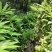 本人想销售阳荷，有需要的老板可以联系，当年采摘新鲜销售