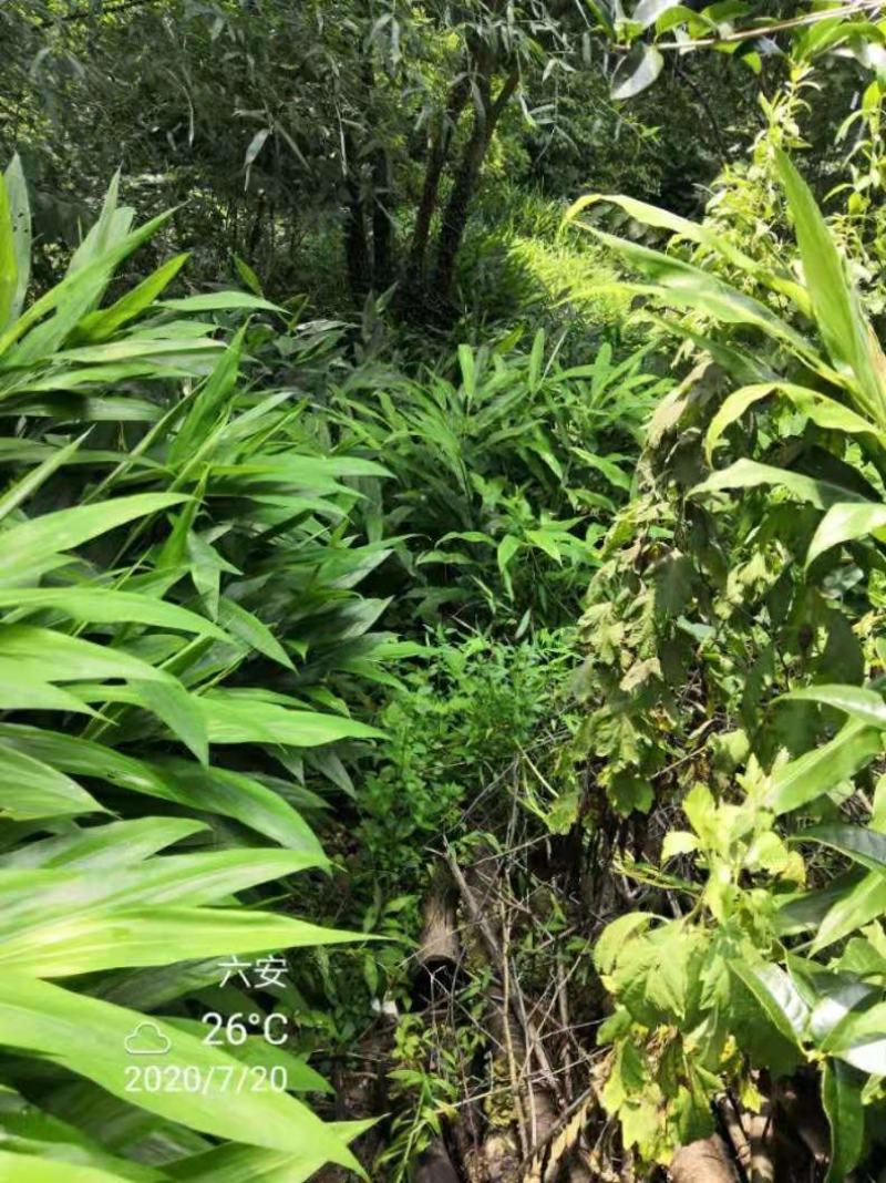 本人想销售阳荷，有需要的老板可以联系，当年采摘新鲜销售