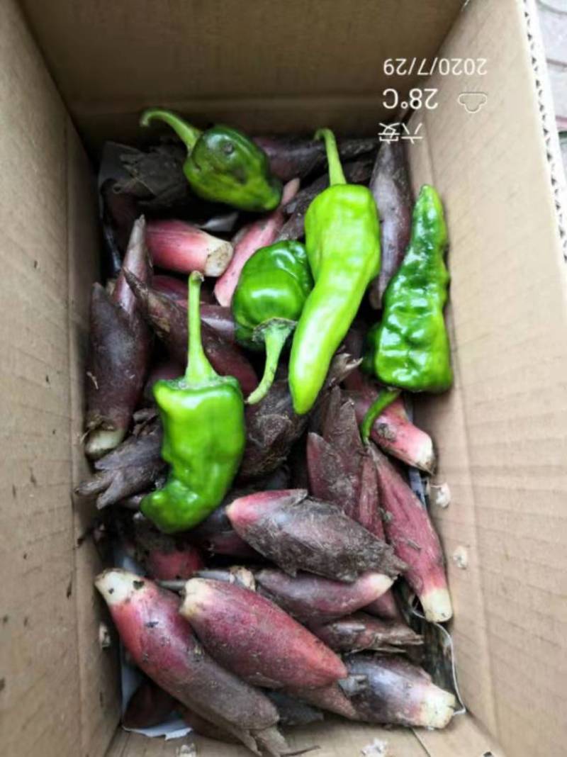 本人想销售阳荷，有需要的老板可以联系，当年采摘新鲜销售