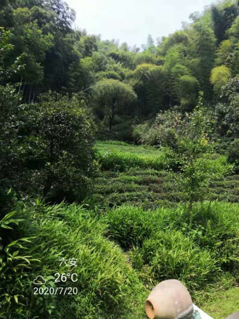 本人想销售阳荷，有需要的老板可以联系，当年采摘新鲜销售