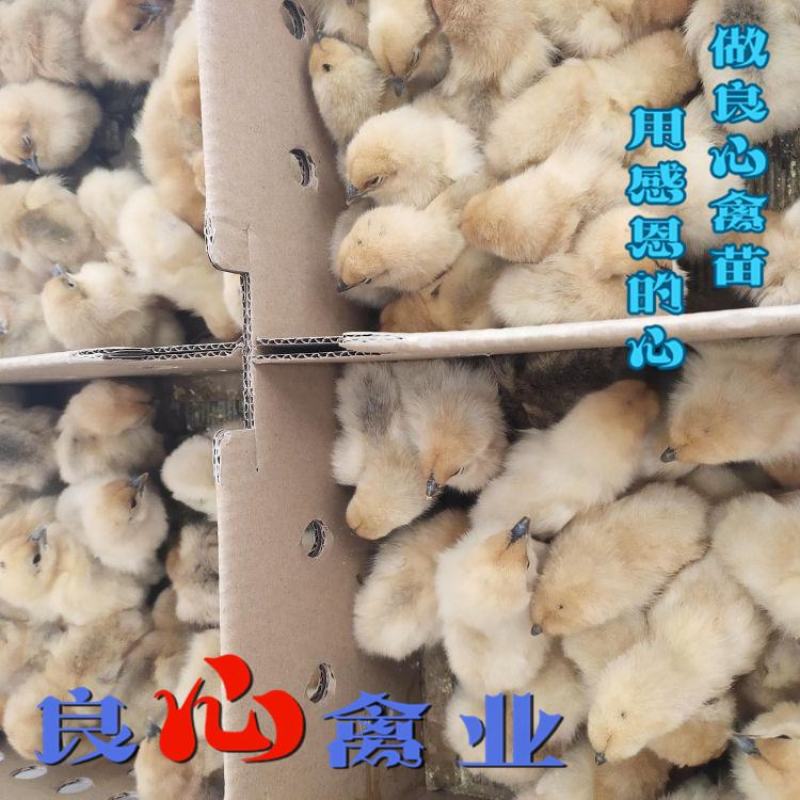 基地直卖纯种黄羽乌鸡苗金凤乌鸡苗另有黑乌鸡苗