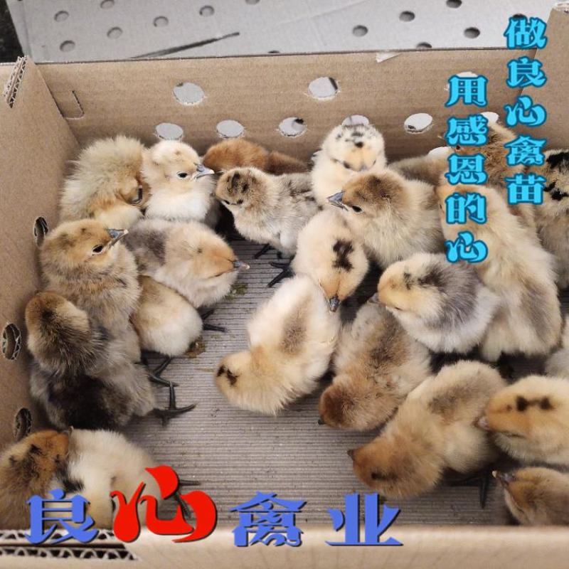 基地直卖纯种黄羽乌鸡苗金凤乌鸡苗另有黑乌鸡苗