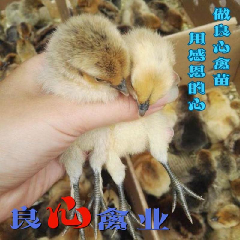 基地直卖纯种黄羽乌鸡苗金凤乌鸡苗另有黑乌鸡苗