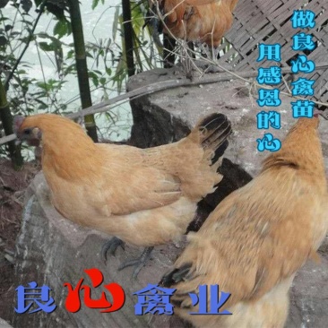 基地直卖纯种黄羽乌鸡苗金凤乌鸡苗另有黑乌鸡苗