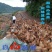 基地直卖纯种黄羽乌鸡苗金凤乌鸡苗另有黑乌鸡苗