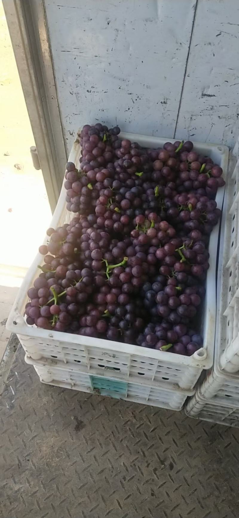夏黑葡萄大量有货