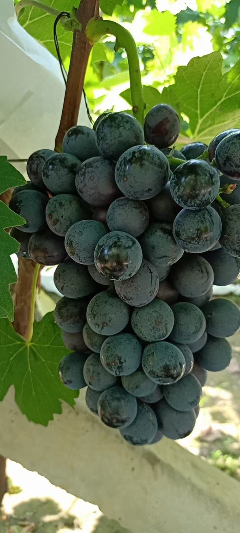 夏黑葡萄大量有货
