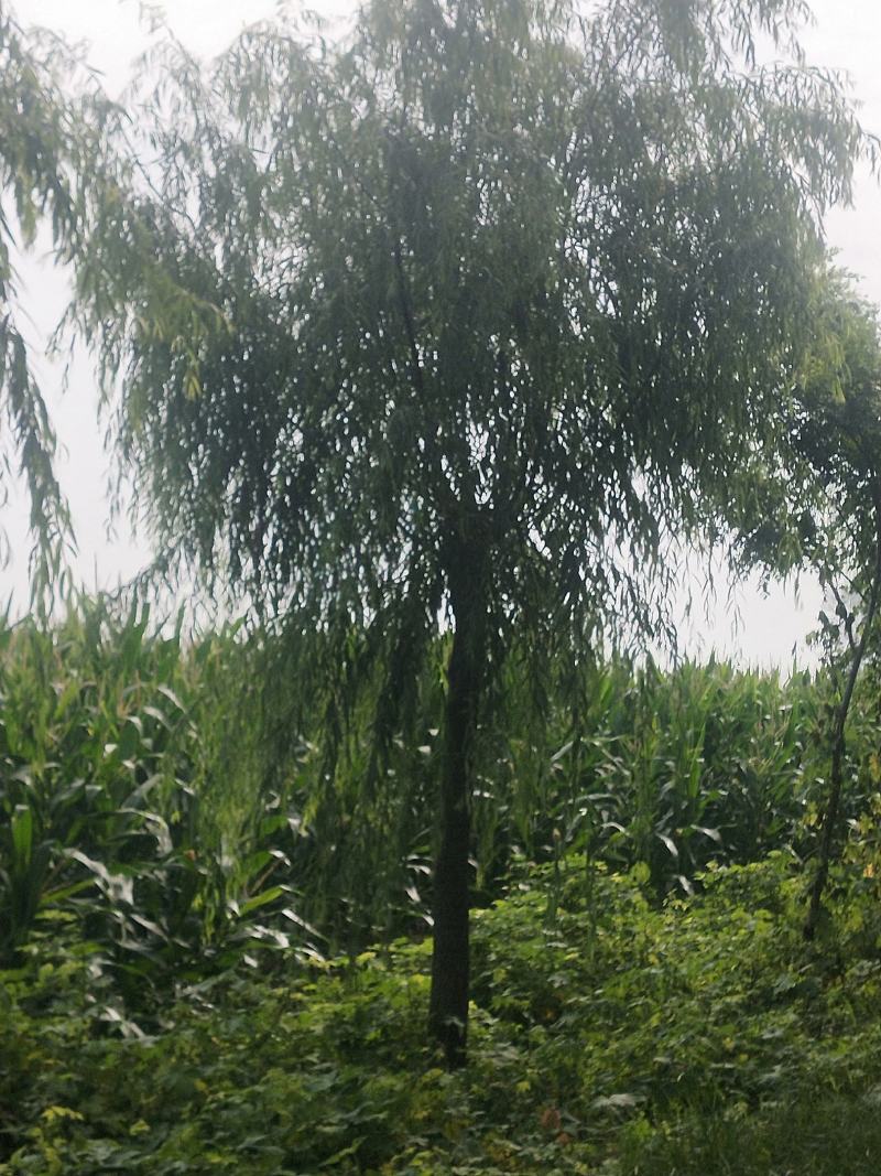 黄垂金丝垂。苗圃大量直发。自己苗圃800多亩，专业工人干
