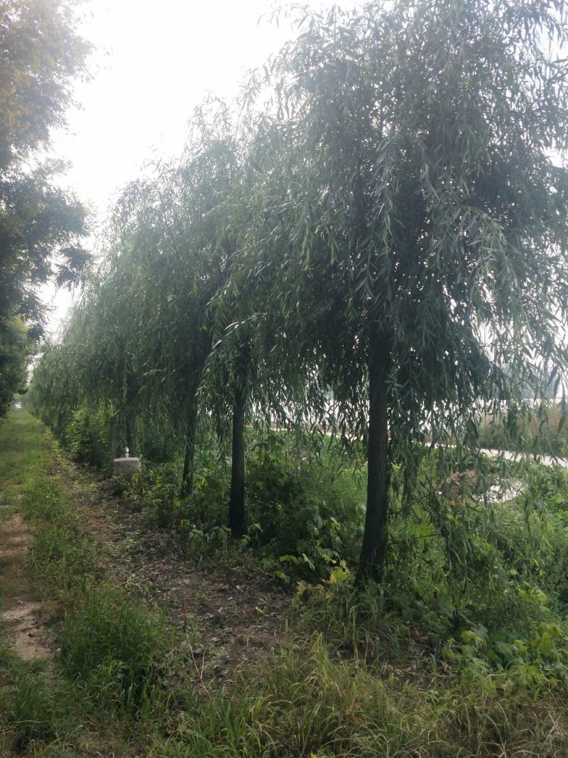 黄垂金丝垂。苗圃大量直发。自己苗圃800多亩，专业工人干