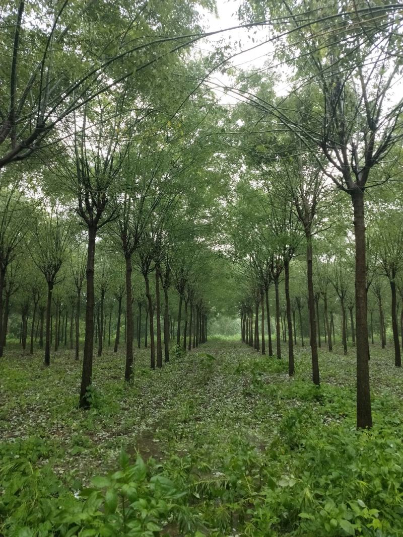 国槐。两年年茂，原生冠。多年冠