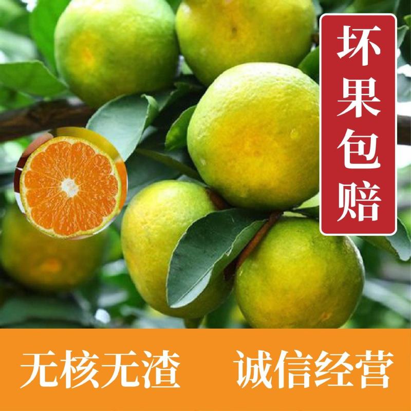特早蜜橘湖北蜜橘早熟叶橘产地供货大量上市.诚信经营.田头