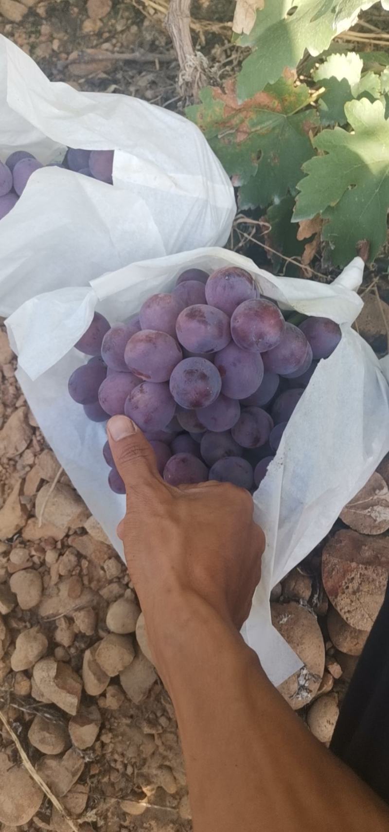 云南精品红提