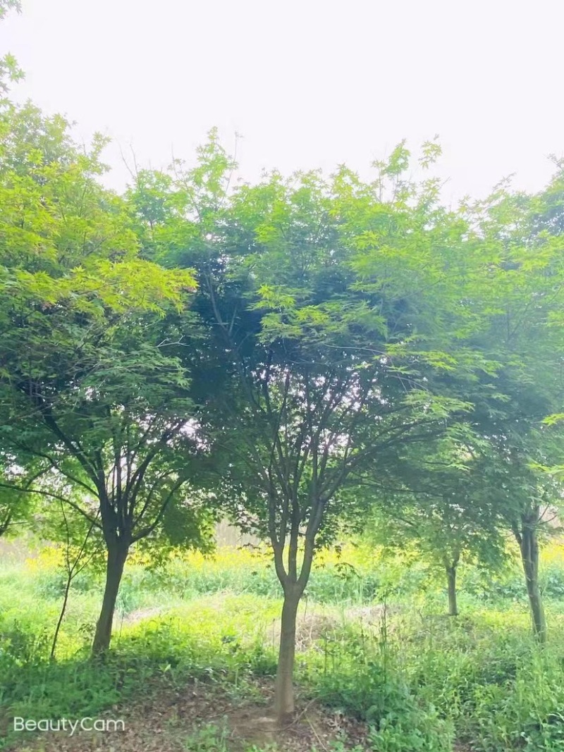 鸡爪槭8公分9公分10公分11公分12公分