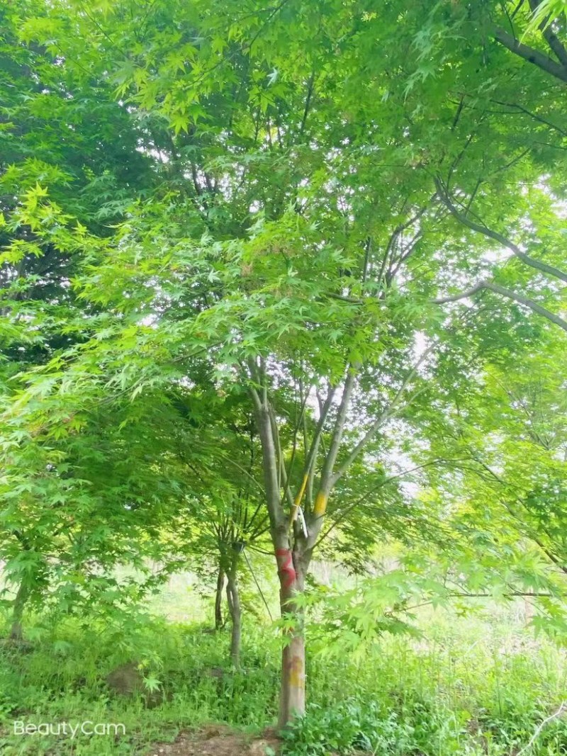 鸡爪槭8公分9公分10公分11公分12公分