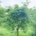 鸡爪槭8公分9公分10公分11公分12公分
