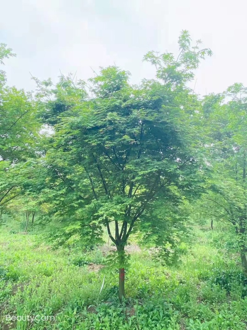 鸡爪槭8公分9公分10公分11公分12公分