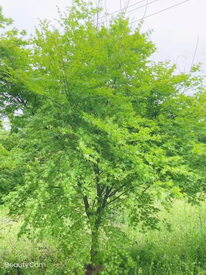 鸡爪槭8公分9公分10公分11公分12公分