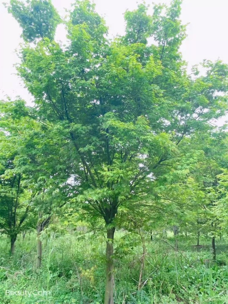 鸡爪槭8公分9公分10公分11公分12公分