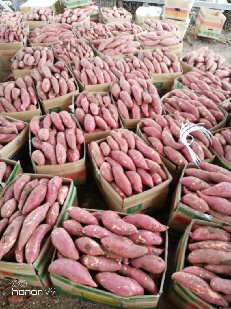 红薯襄阳精品红薯一手货源保质保量供应全国