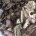 白术无硫干货各种规格欢迎选购！