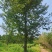 银杏工程苗12-24公分大量供应随便挑选