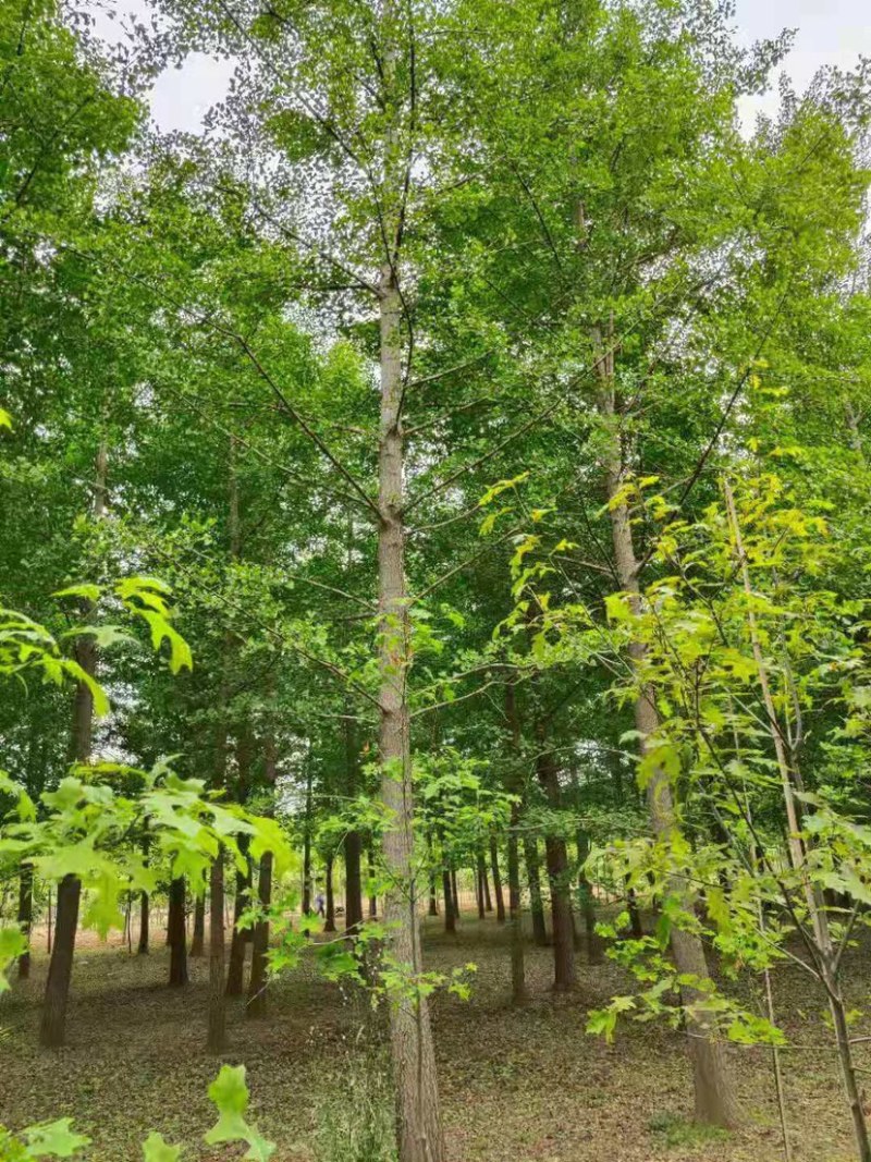 银杏工程苗12-24公分大量供应随便挑选