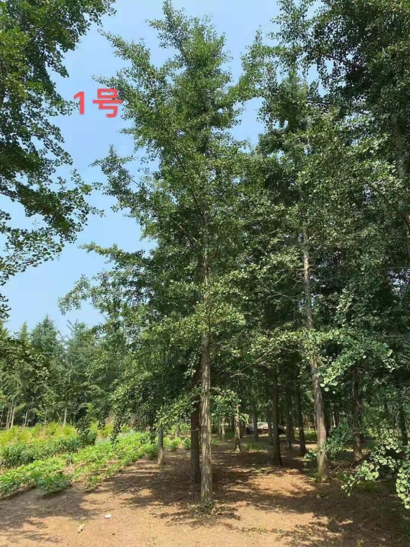 银杏工程苗12-24公分大量供应随便挑选
