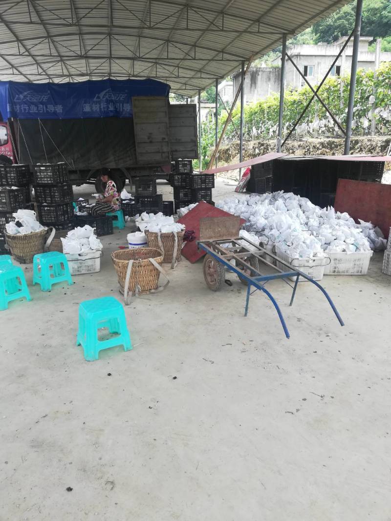 长顺四宝之一，紫王葡萄已上市.：物美价廉，品质保证。