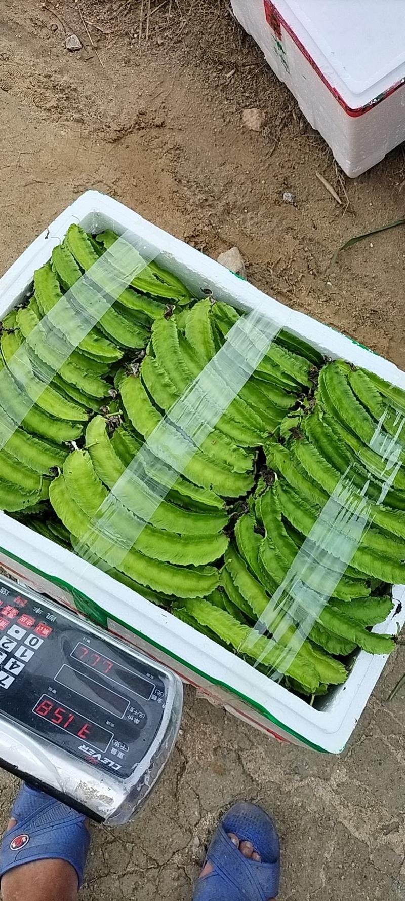 海南保亭县自产无公害食品四角豆，也叫龙豆，