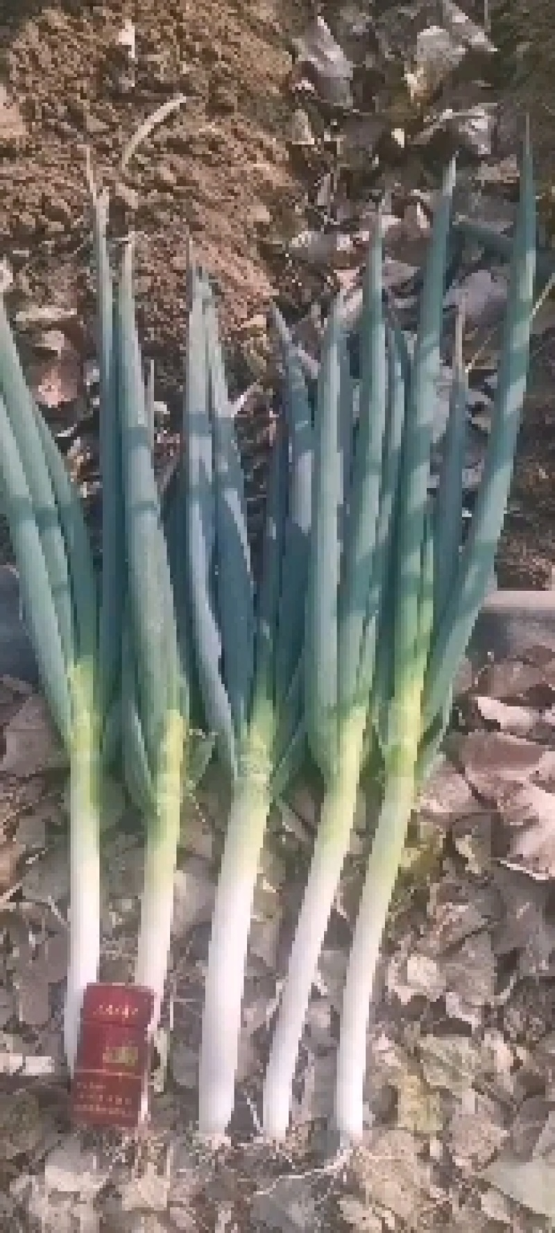 铁杆大葱，价格美丽，大量有货，欢迎各地老板前来收购～