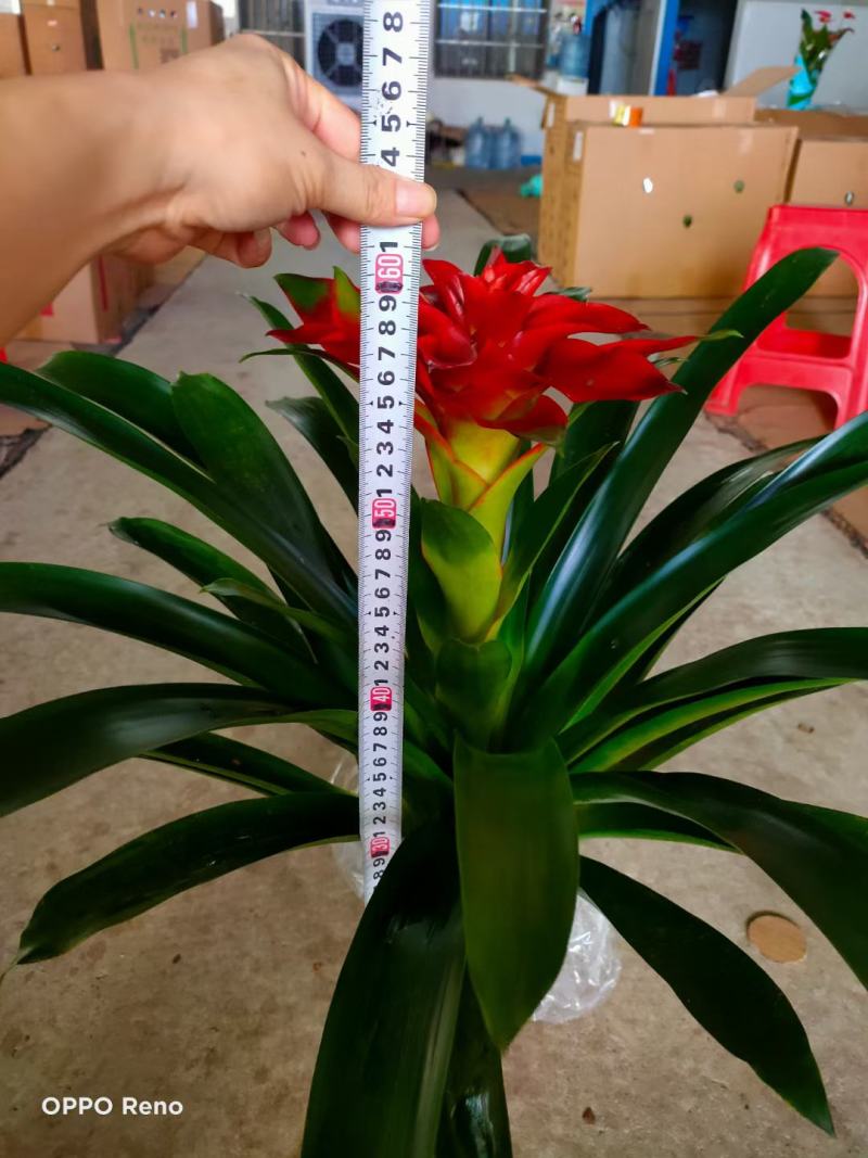鸿运当头风梨鲜花高山丹尼斯