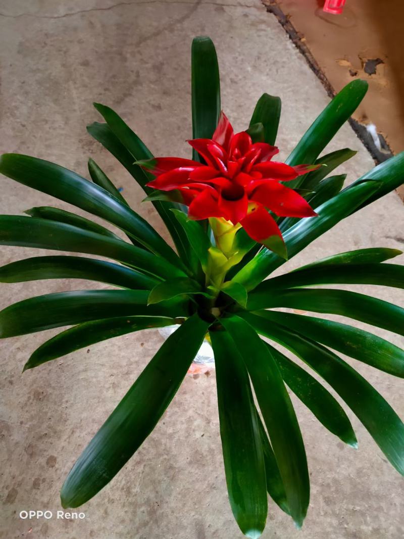 鸿运当头风梨鲜花高山丹尼斯