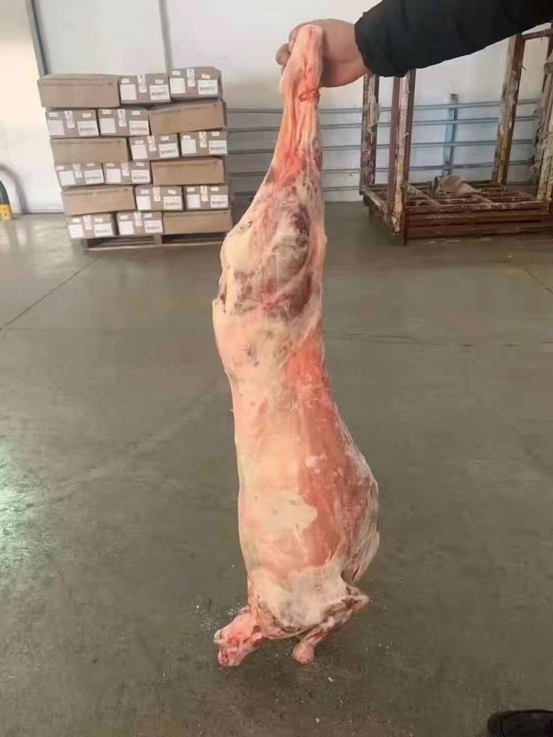 乌拉圭14厂羔羊酮体便宜出一柜，天津港。