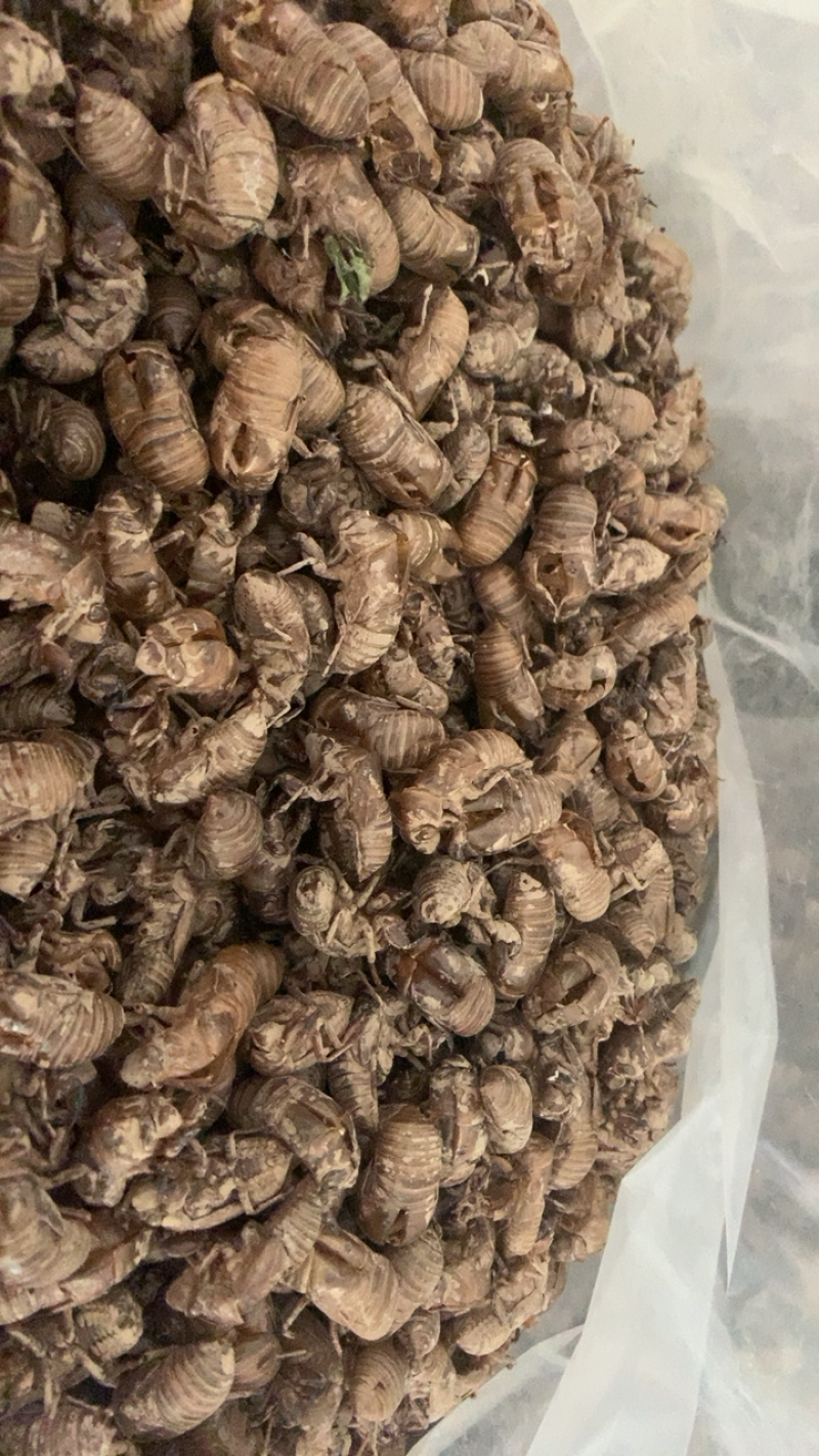中药材蝉衣蝉脱虫衣知了皮
