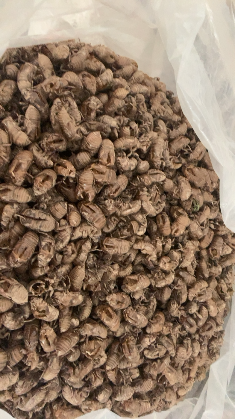 中药材蝉衣蝉脱虫衣知了皮