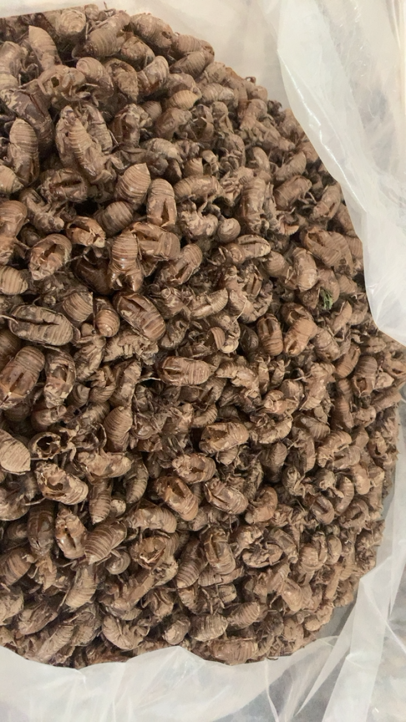 中药材蝉衣蝉脱虫衣知了皮