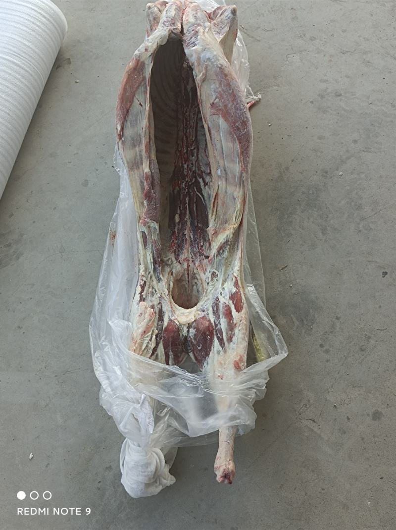 乌拉圭14厂羔羊酮体便宜出一柜，天津港。