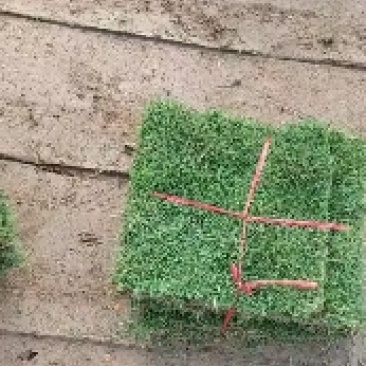 马尼拉草卷