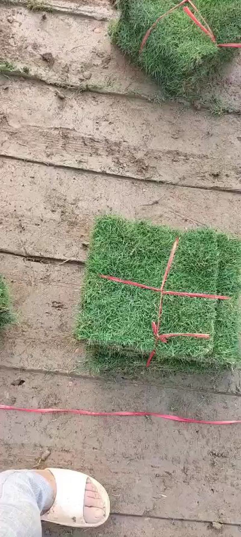 马尼拉草卷