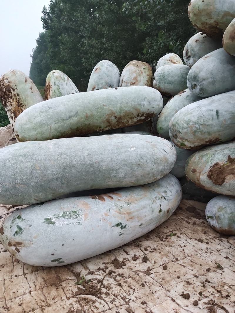山东白皮冬瓜大量上市中，欢迎全国各大市场前来选购