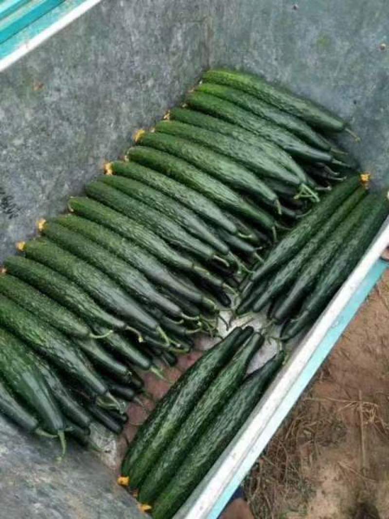 精品密刺黄瓜一手货源量大从优鲜花带刺