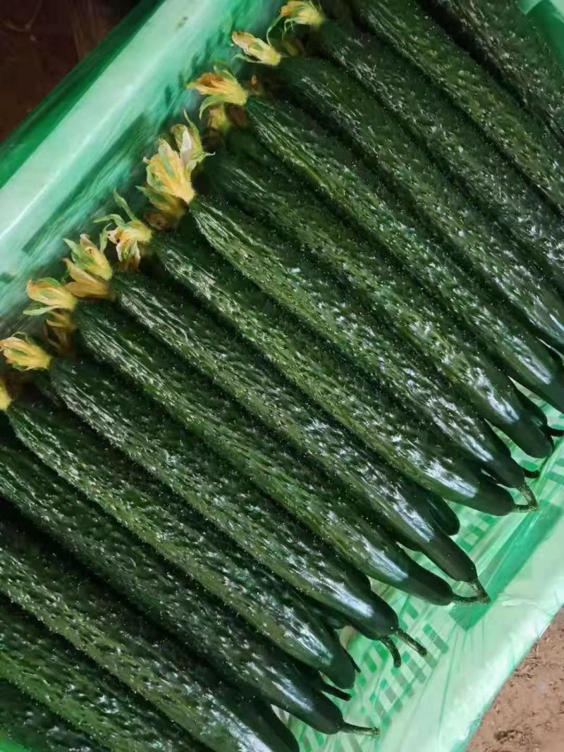 精品密刺黄瓜一手货源量大从优鲜花带刺