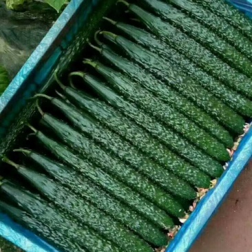 精品密刺黄瓜一手货源量大从优鲜花带刺