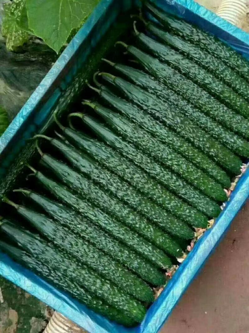 密刺黄瓜35.公分一40公分鲜花带刺